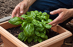 Sweet basil in a container