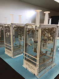 Honey bees feed on imidacloprid during a cage experiment