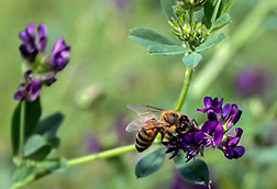 Honey bee on alfalfa flower