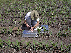 A technician in a field taking a sample from a gas-flux chamber.