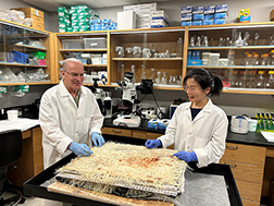 Researchers harvesting sorgoleone producing sorghum roots