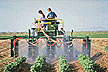 Cotton field being sprayed with vegetable oil and dishwashing detergent.