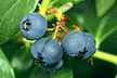 Genome mapping/ Blueberries