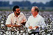 Researchers record cotton plant height, nodes and fruiting.