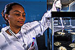 A technician inoculates a tank of oysters with hepatitis A virus