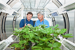 scientists observe strawberry plants in the PhylloLux system in the greenhouse