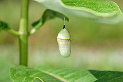 a monarch chrysalis hangs from a common milkweed leaf