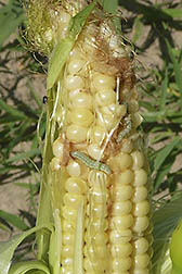 Corn Earworms eating corn on the cob