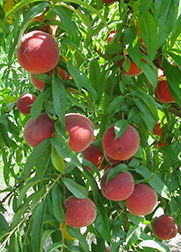 peaches hanging on a peach tree
