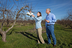 scientists install a pheromone trap on a peach tree