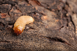peachtree borer larva