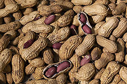 Shelled and unshelled Virginia peanuts