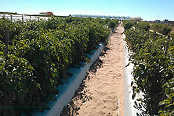 Tomato plants growing at local South Florida grower's farm.