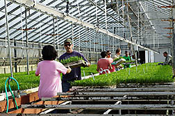 ARS personnel moving seedlings in a greenhouse for transport to the fields.