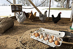 A carton of eggs and chickens in the background