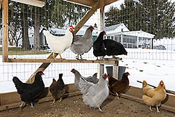 Nine chicken in a coop
