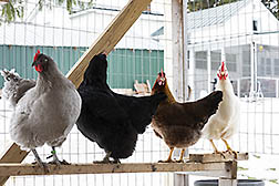 Lavender Orpington, Australorp, Welsummer, and Delaware chickens