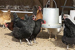 Six chickens gathered around a container of feed