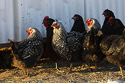 Speckled Sussex chickens