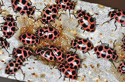 A cluster of pink spotted lady beetles feeding artificial diet.
