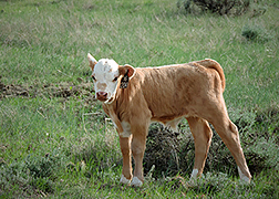 A calf standing in a pasture