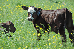 Two calves on rangeland