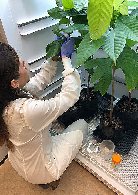 Scientist with Theobroma cacao seedling plants in the lab.