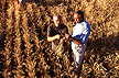 Researchers examine healthy wheat
