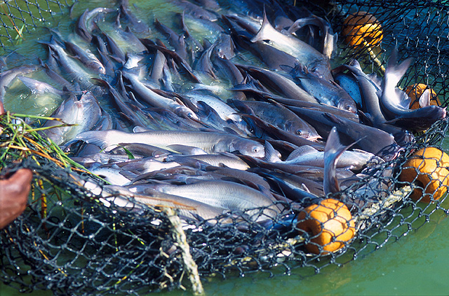 A net full of catfish