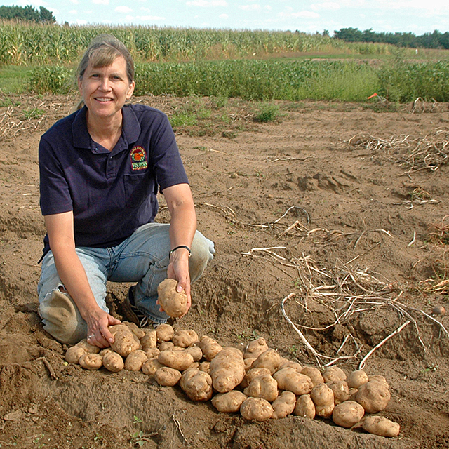 scientist holds harvested hybrid potatoes in a field