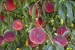Rich Joy peaches ripening on the tree
