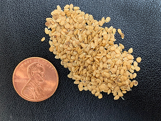 hybrid potato seeds next to a penny