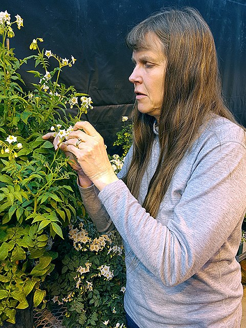 a scientist prepares a potato plant flower for pollination