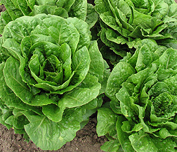 Romaine  lettuce heads in the ground.