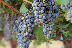 Wine grapes in a vineyard