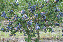 Blueberry bushes