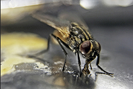 Close-up of a feeding house fly