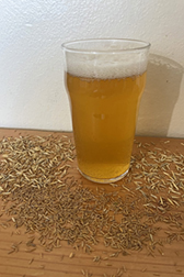 Glass of kernza beer with Kernza grains spread around it