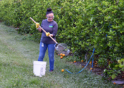 Christina Dorado collecting fruit