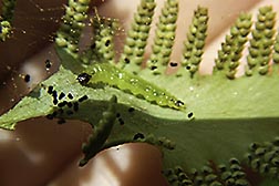 A Lygomusotima stria caterpillar on the leaf of an Old World climbing fern. Link to photo information