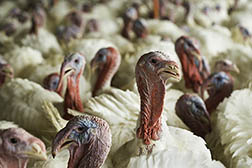 D655-55: Flock of turkeys