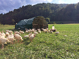 Turkeys in a pasture