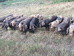 Pasture-raised hogs on a farm