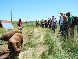 A group of veterans and new farmers learning about pasture-raised pigs
