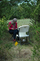 A graduate student measuring soil water infiltration 