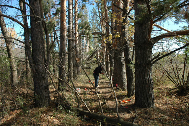 graduate student collecting tree tissue samples