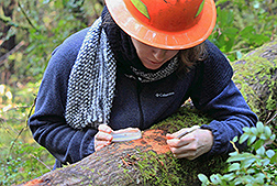 Laura Sims taking samples of P. ramorum from a fallen tree. 