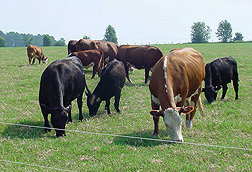 Photo: Cows grazing