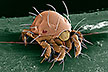 red spider mite