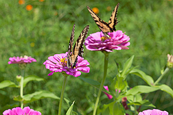 Two swallowtail butterflies on zinnia flowers